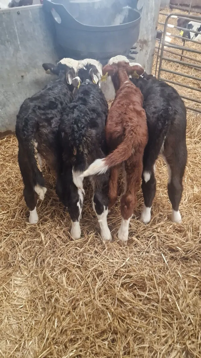 Heifer calves - Image 3