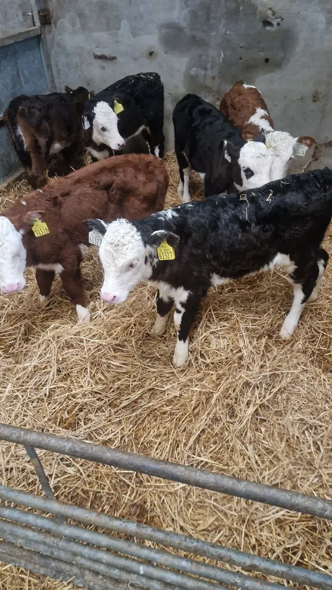 Heifer calves - Image 4