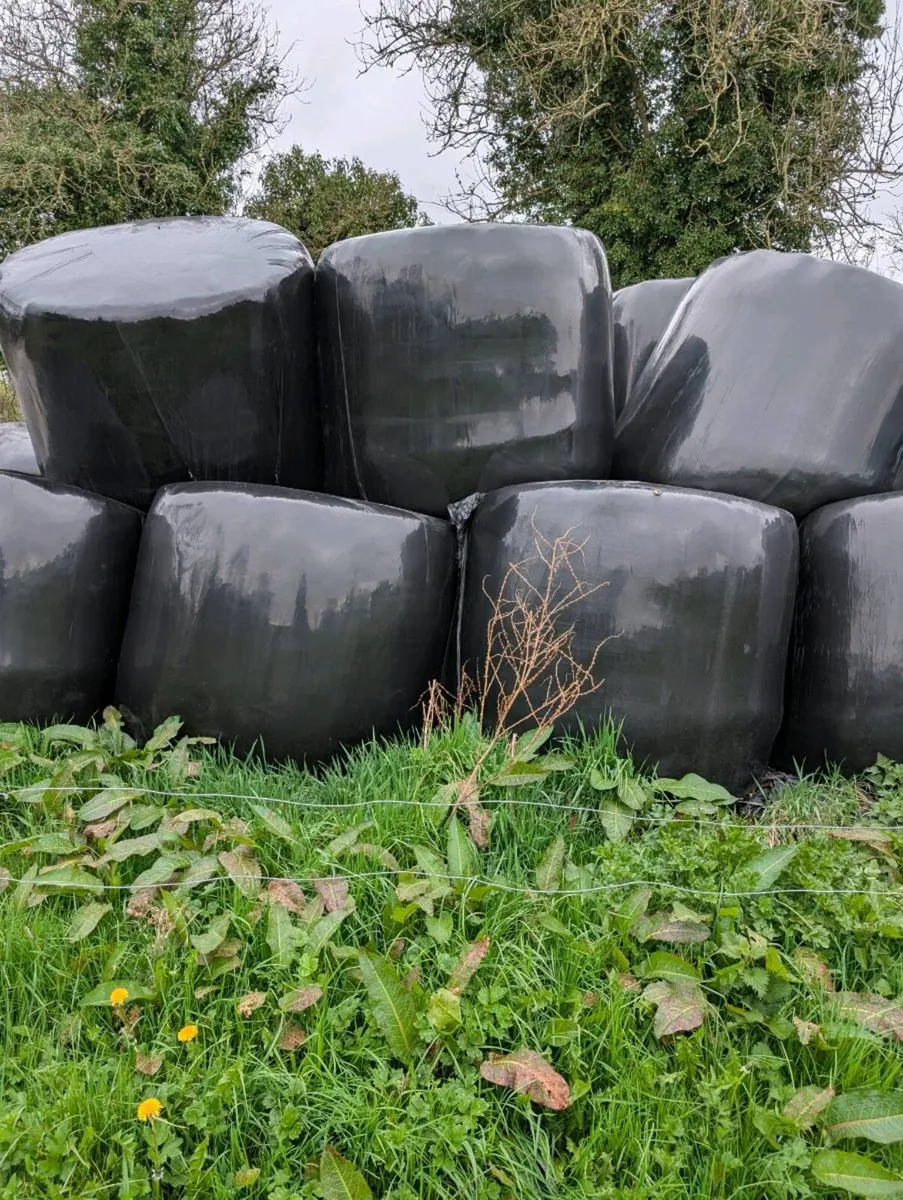 Baled silage 1st cut