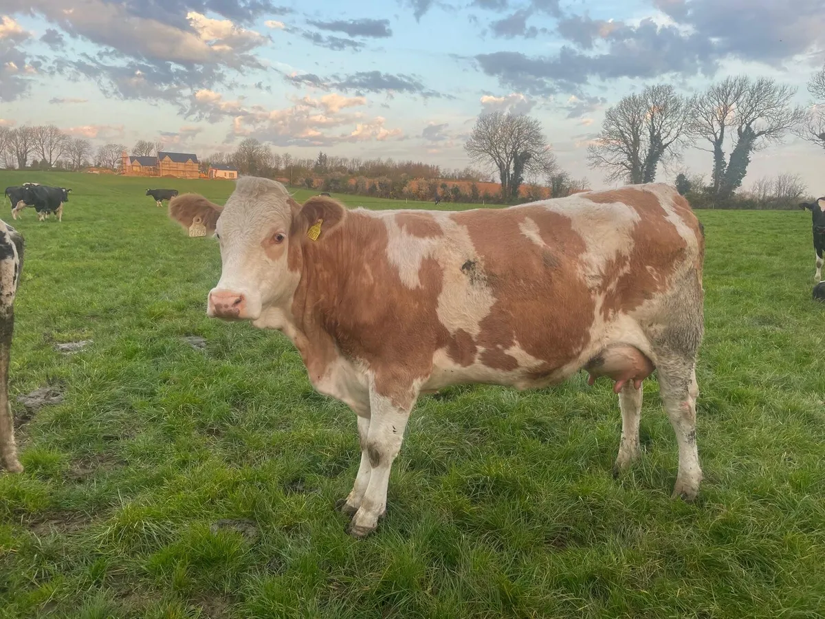 Included in this Friday's clearance sale 12 Fleckv - Image 1