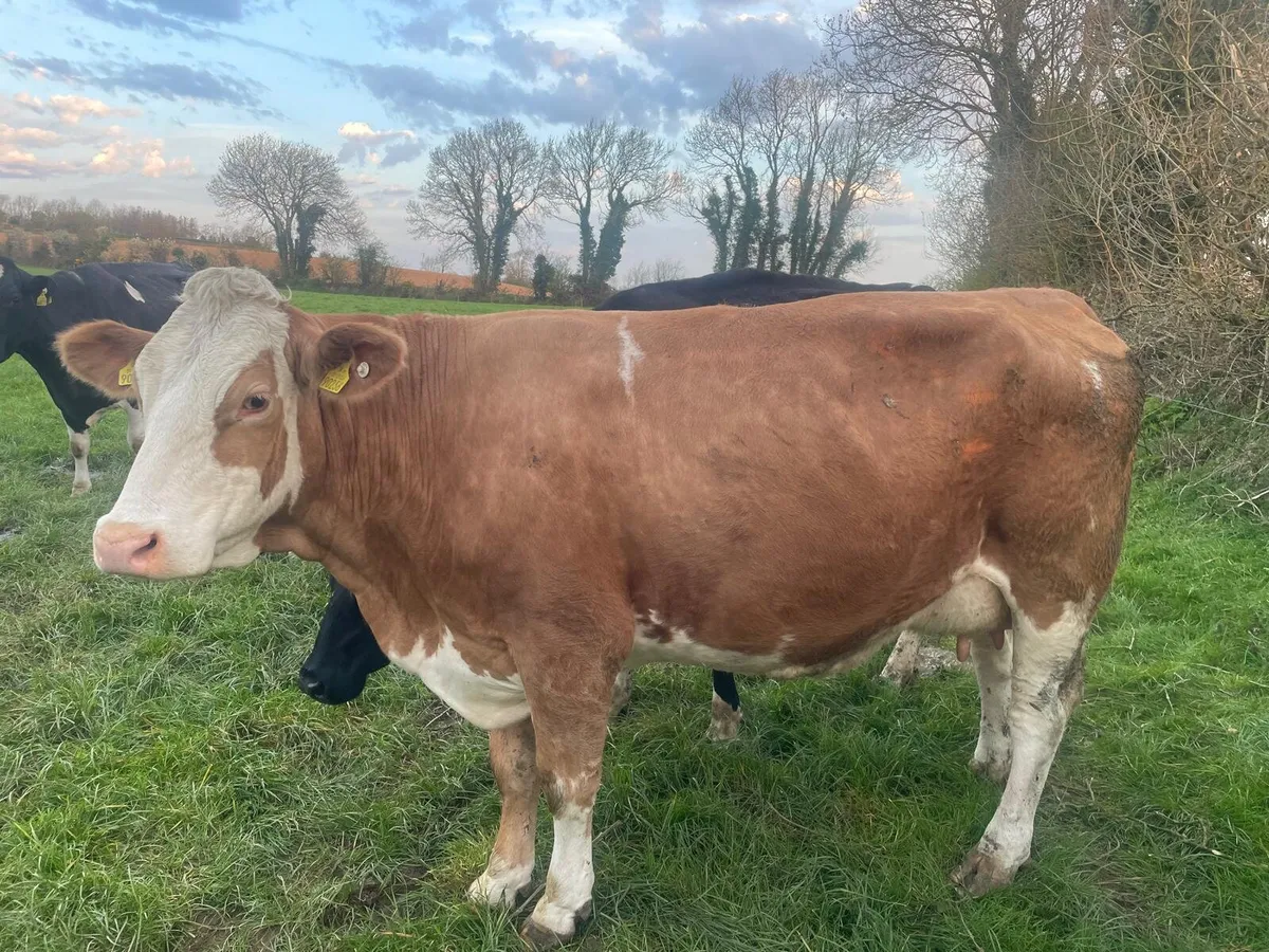 Included in this Friday's clearance sale 12 Fleckv - Image 2