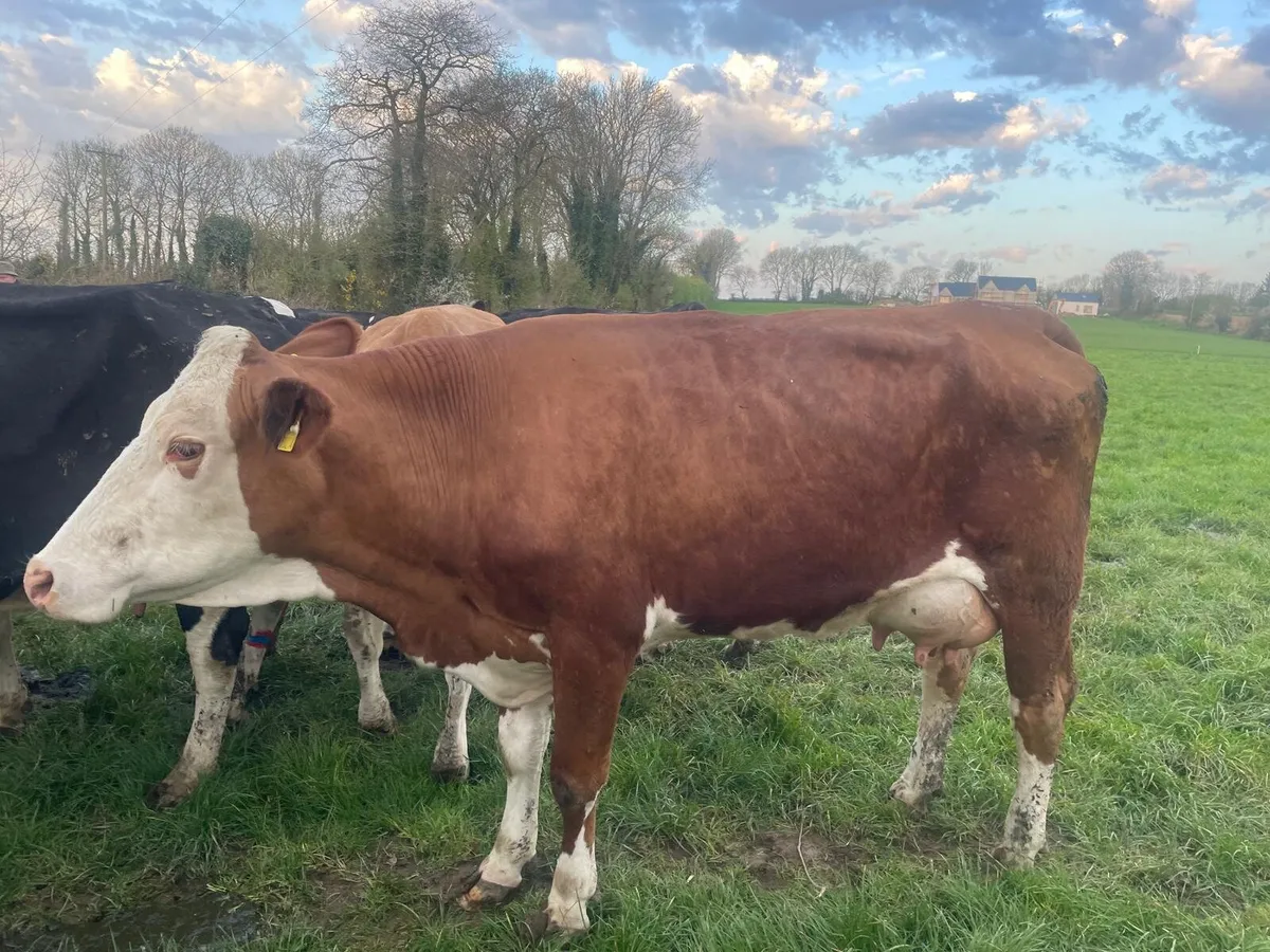 Included in this Friday's clearance sale 12 Fleckv - Image 3