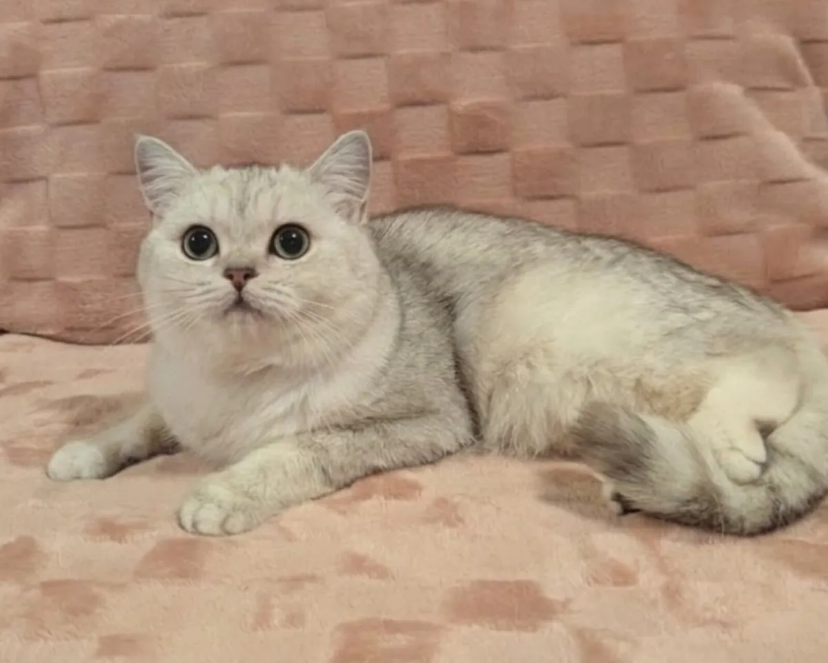 British Shorthair kitty - Image 2