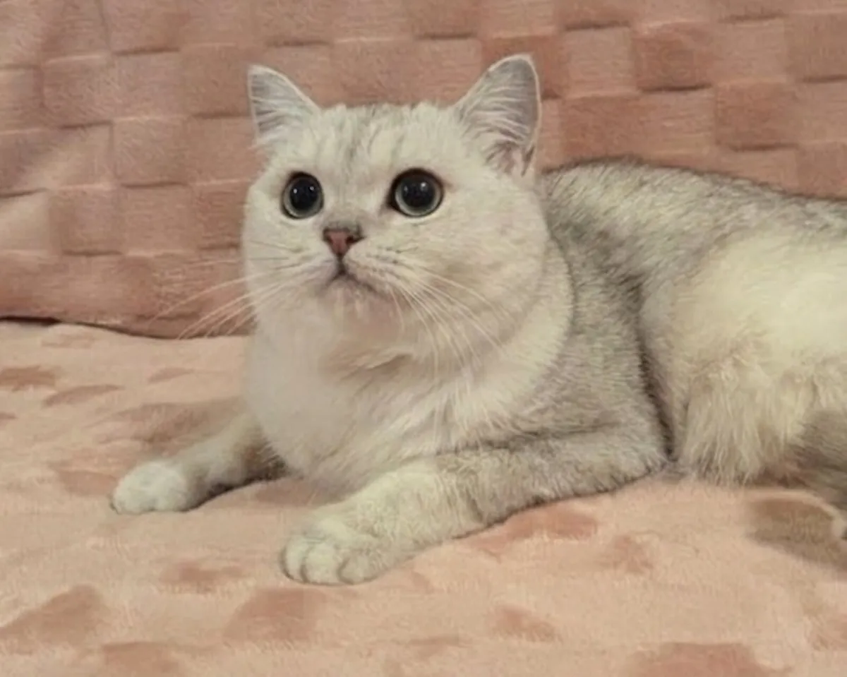 British Shorthair kitty - Image 3