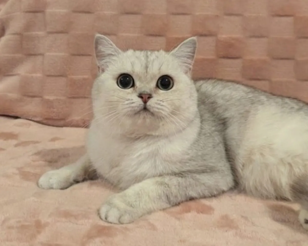 British Shorthair kitty - Image 4