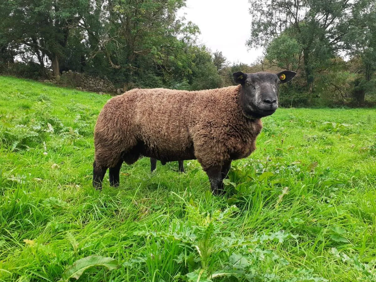 2 pedigree blue texel ram hoggets - Image 1