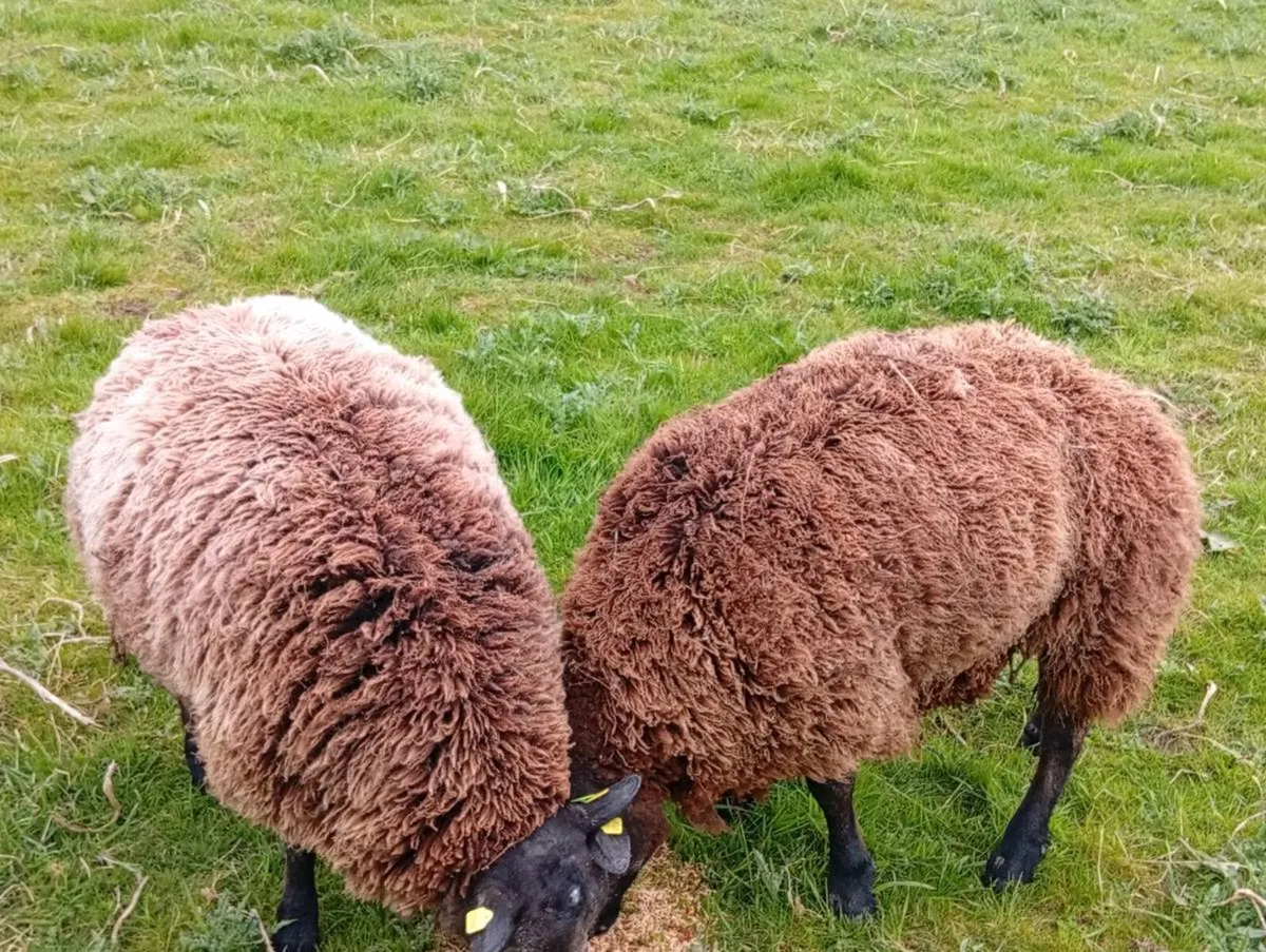 2 pedigree blue texel ram hoggets - Image 2