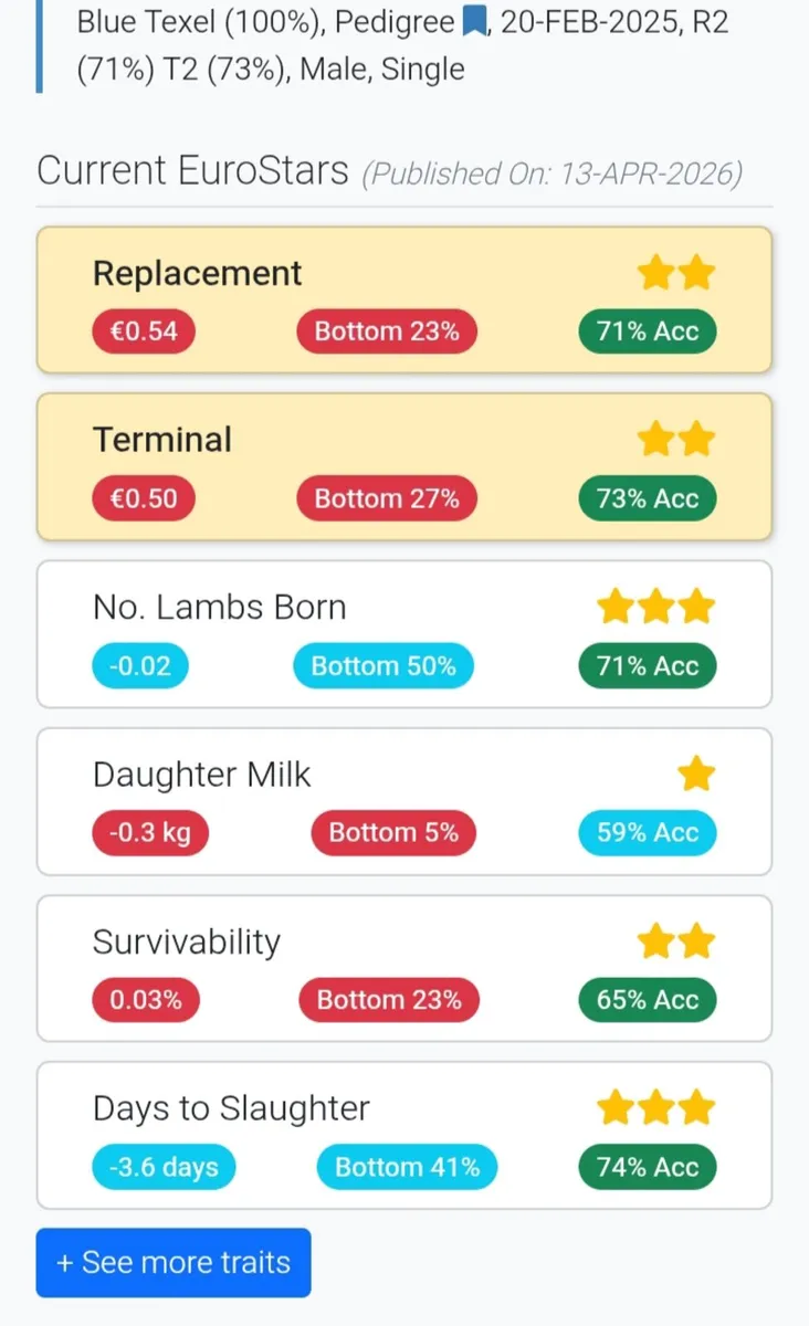 2 pedigree blue texel ram hoggets - Image 3