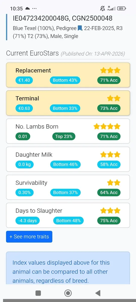 2 pedigree blue texel ram hoggets - Image 4