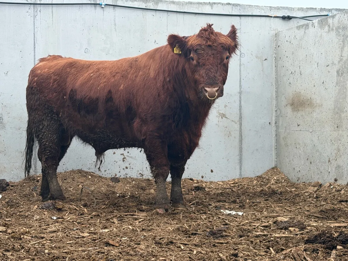 3 year old Red & Black Angus bulls - Image 3