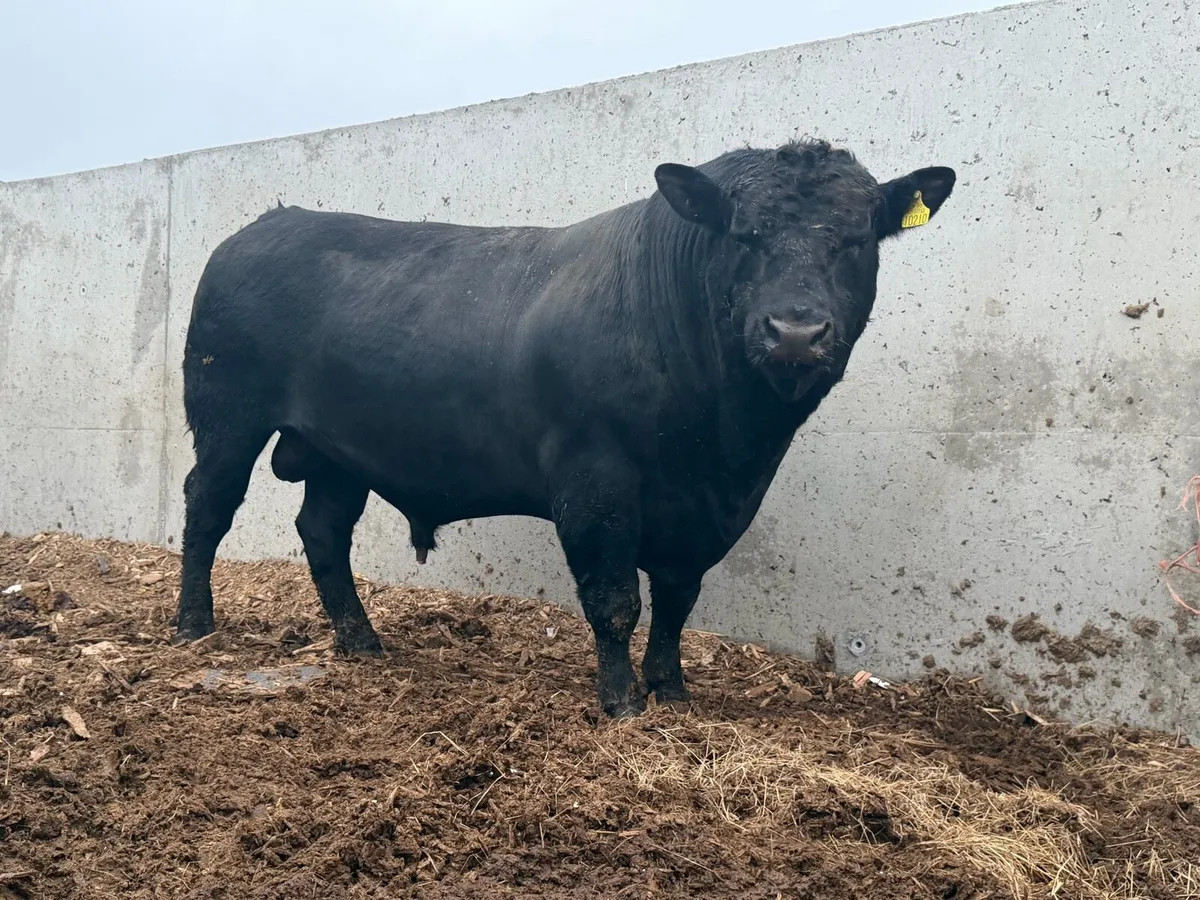 3 year old Red & Black Angus bulls - Image 4