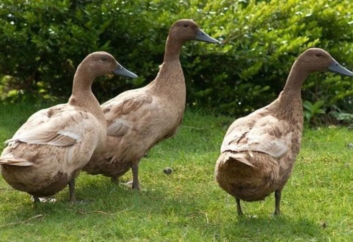 Ducks