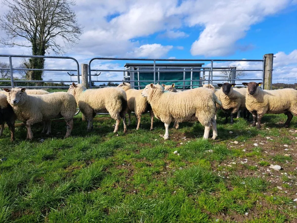 Breeding hoggets for sale - Image 3