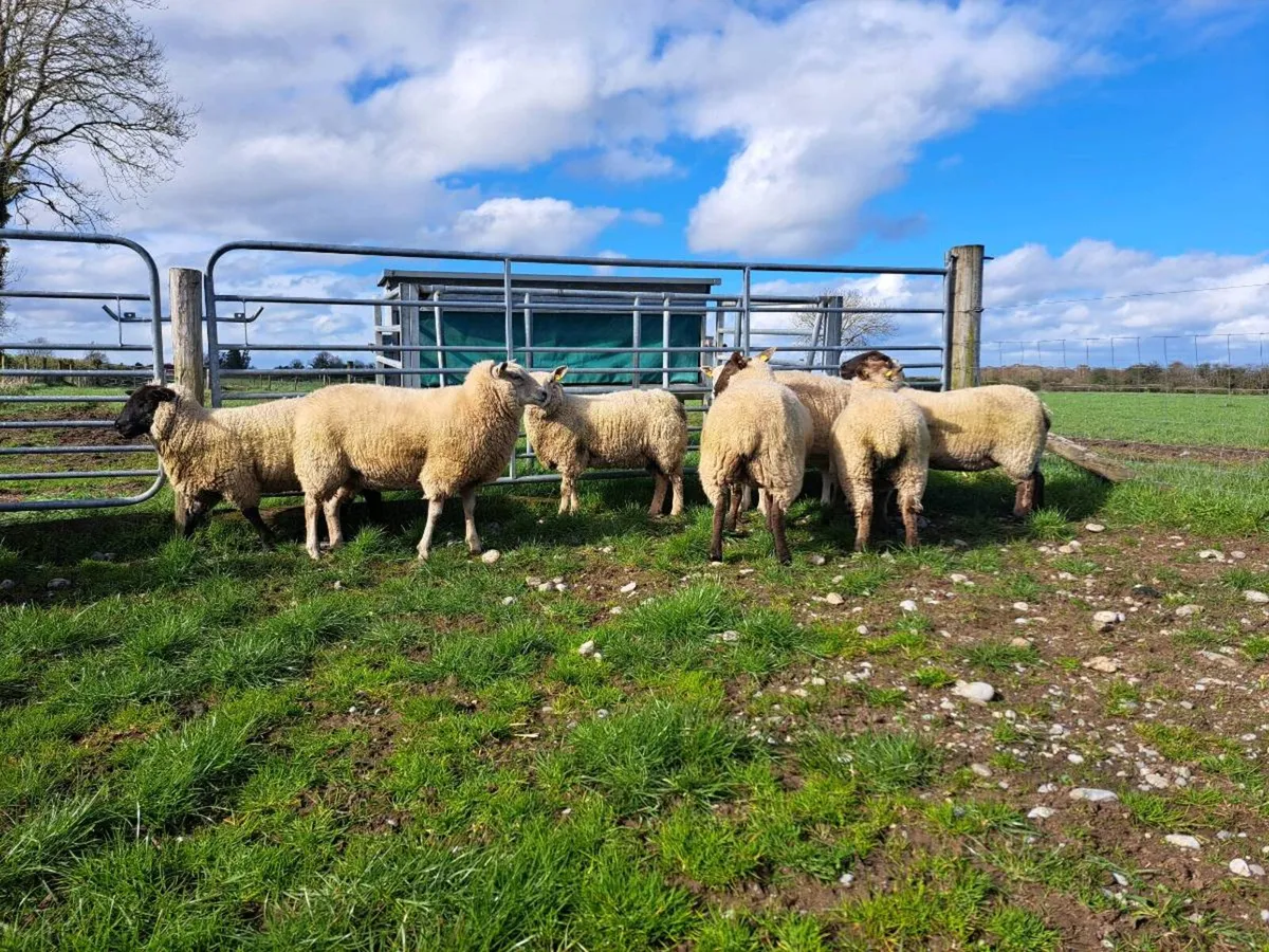 Breeding hoggets for sale - Image 4