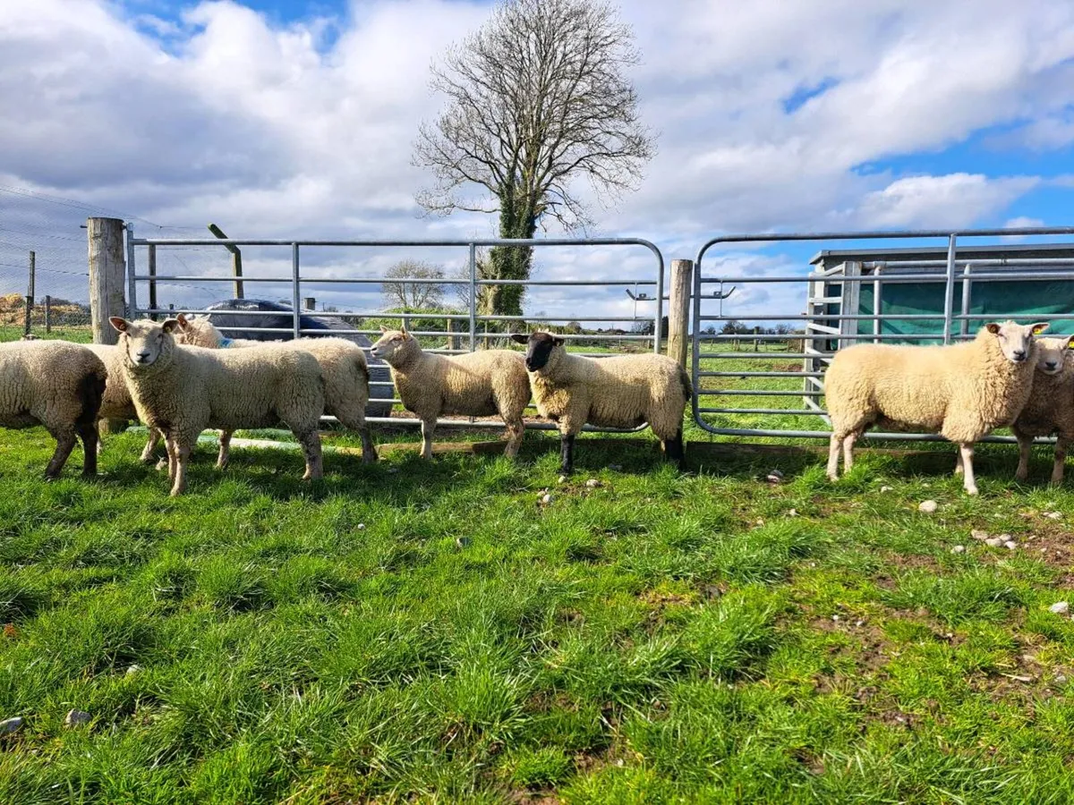 Breeding hoggets for sale - Image 1