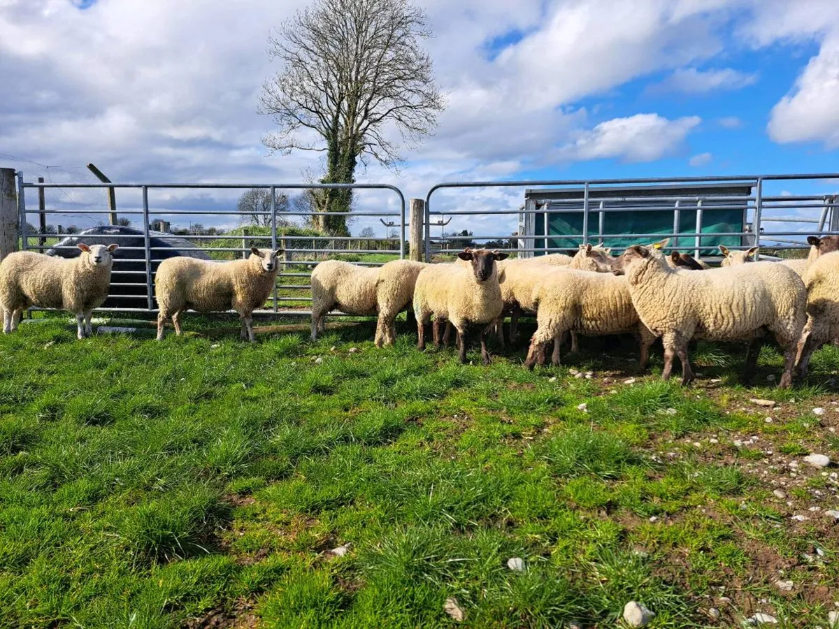 Breeding hoggets for sale - Image 2