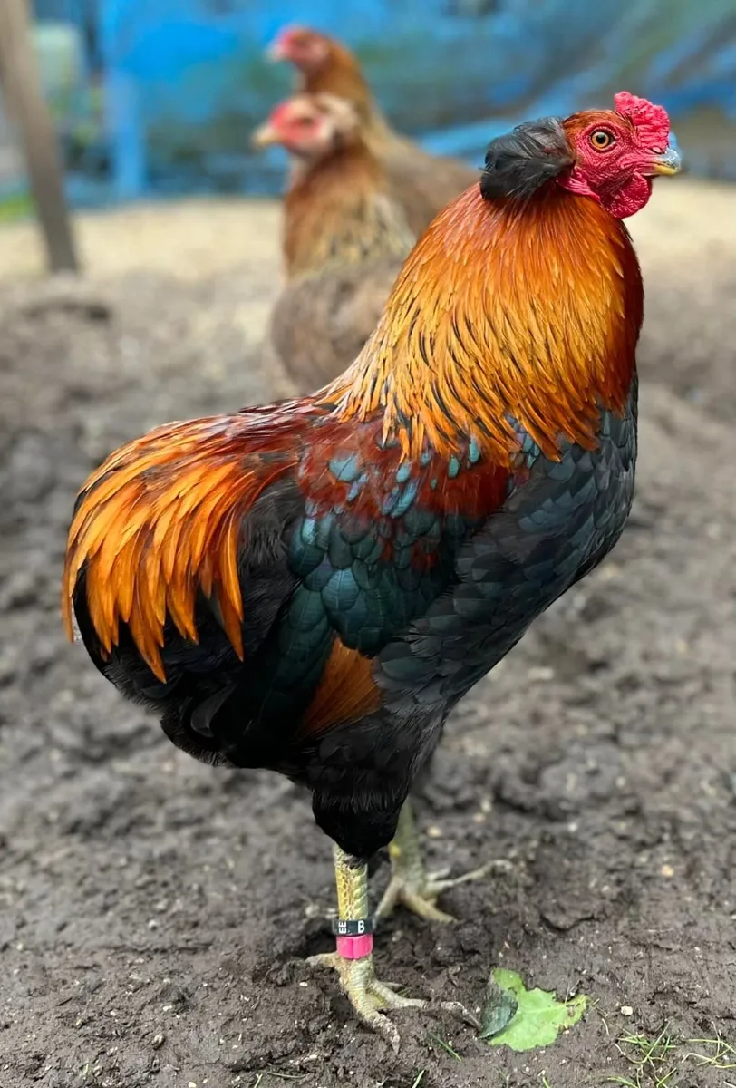 hatching eggs, Salmon Faverolle, Opal Legbar, more - Image 2