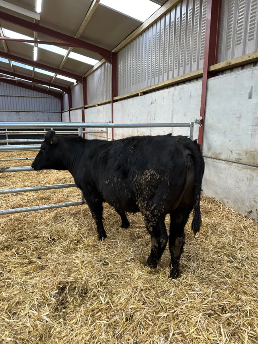 Lim first calving springer - Image 1