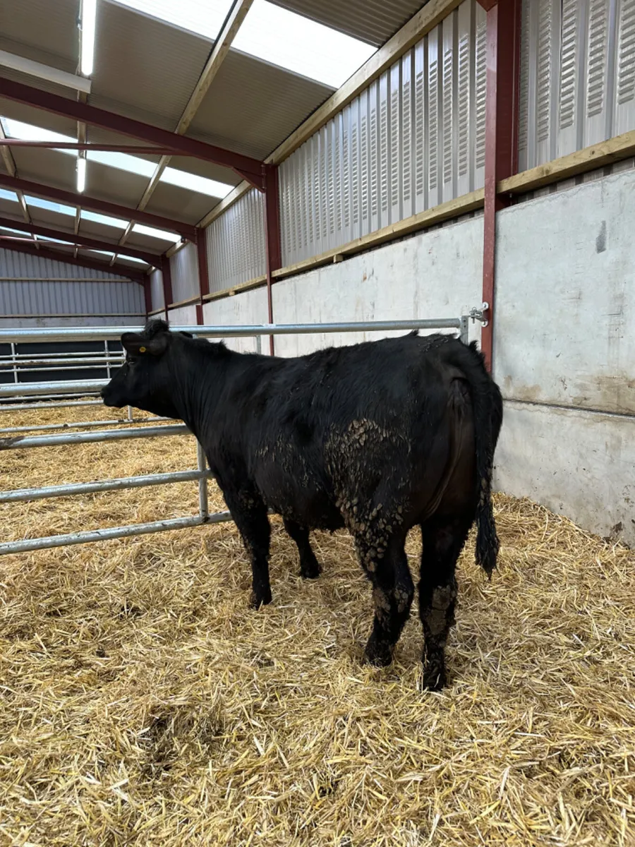 Lim first calving springer - Image 4