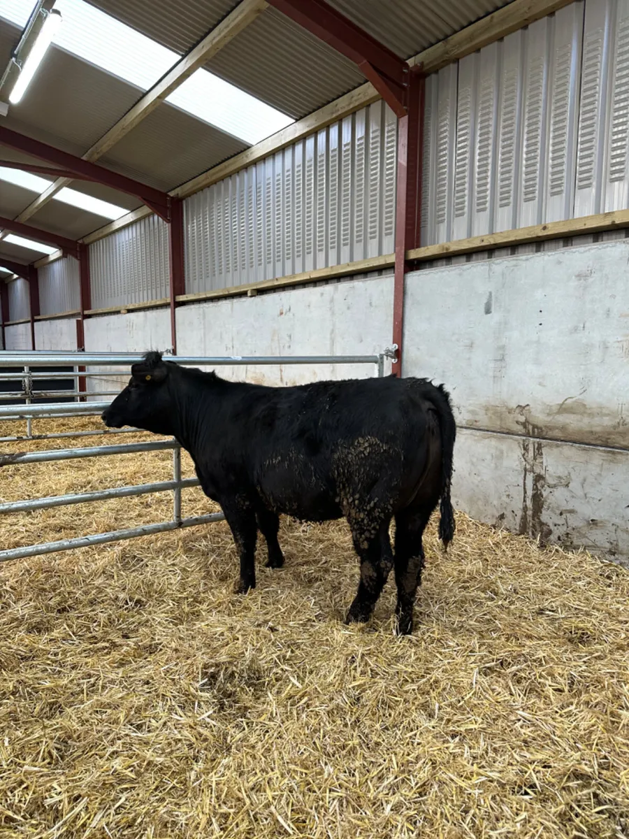 Lim first calving springer - Image 3