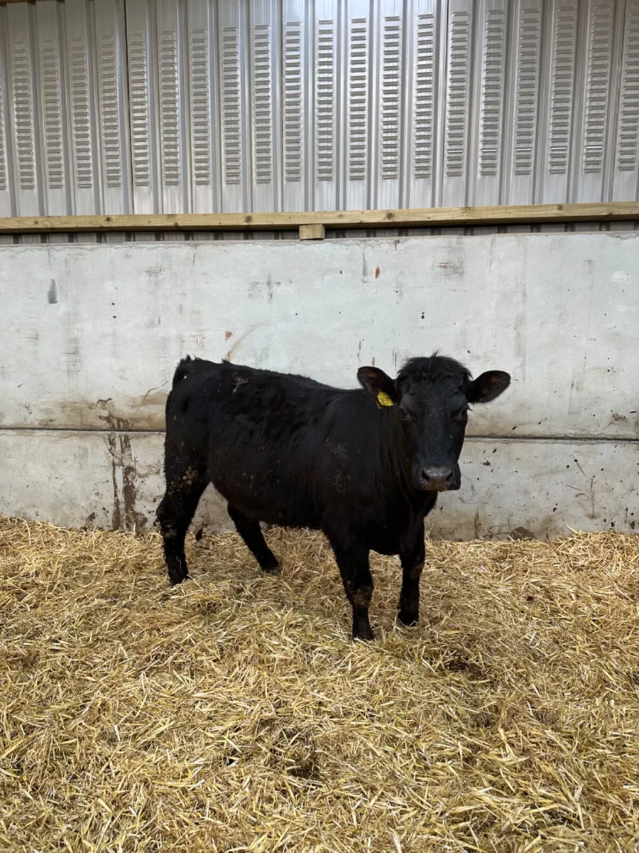 Lim first calving springer - Image 2