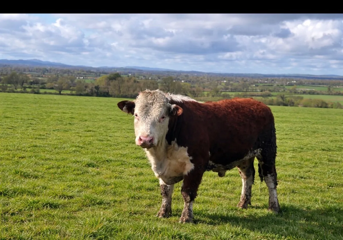 Purebred Hereford Bulls for sale - Image 3