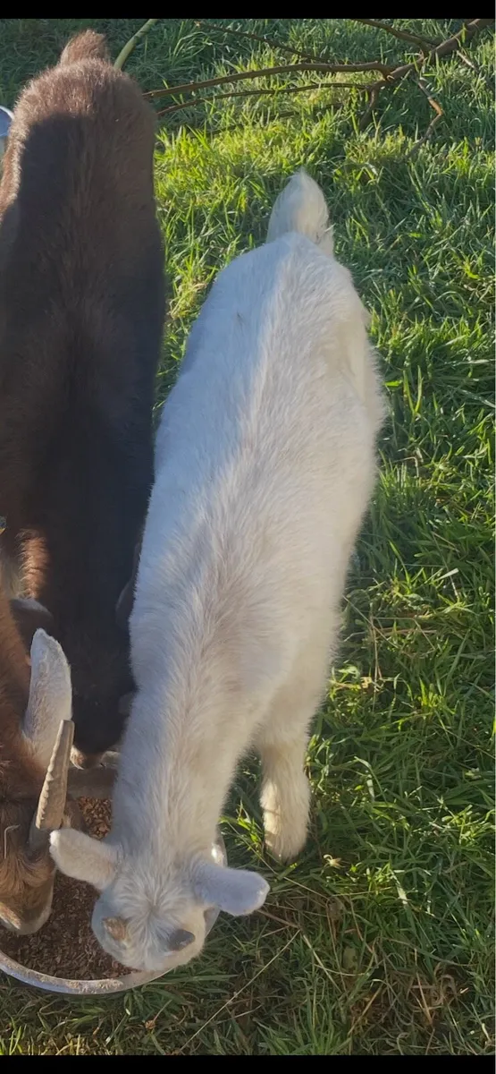 White female kid goat - Image 2