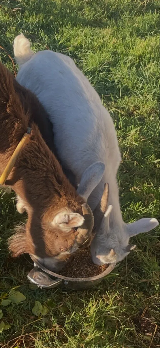 White female kid goat - Image 3