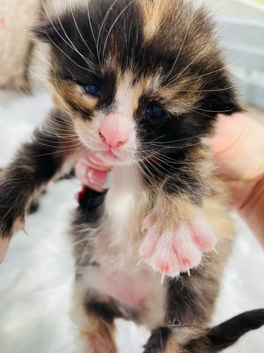 Fluffy coat Kittens - Image 1