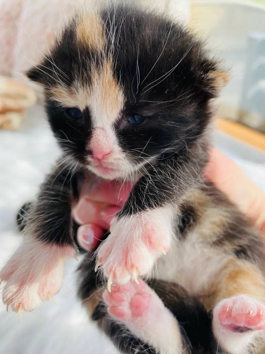 Fluffy coat Kittens - Image 2