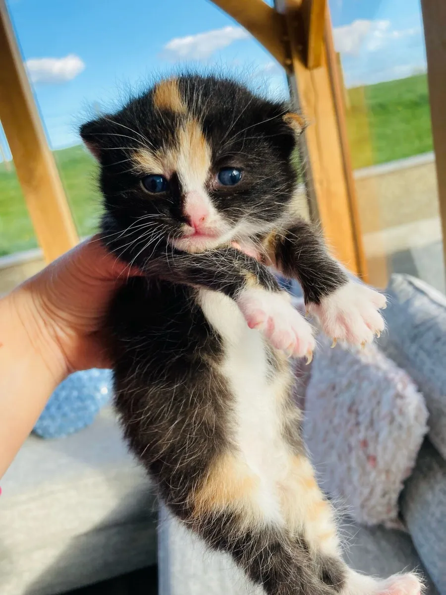 Fluffy coat Kittens - Image 3