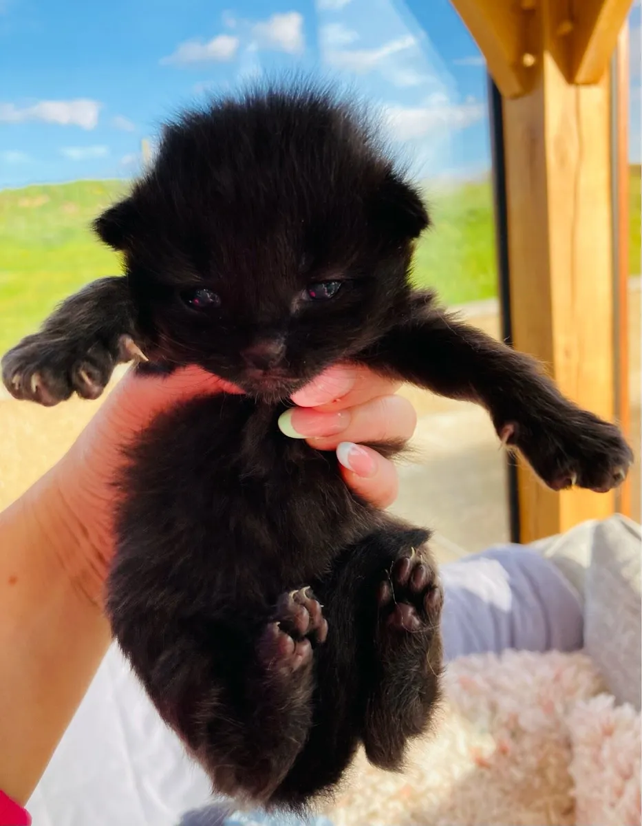 Fluffy coat Kittens - Image 4