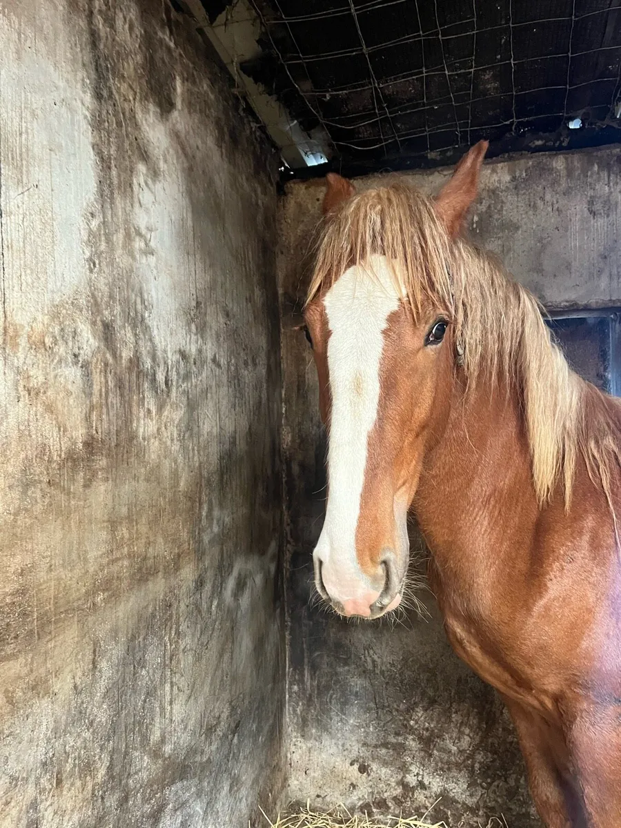 Super Yearling Colt For Sale - Image 1