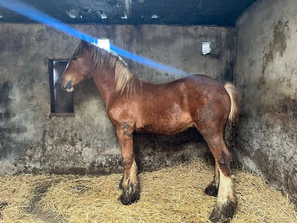 Super Yearling Colt For Sale - Image 4