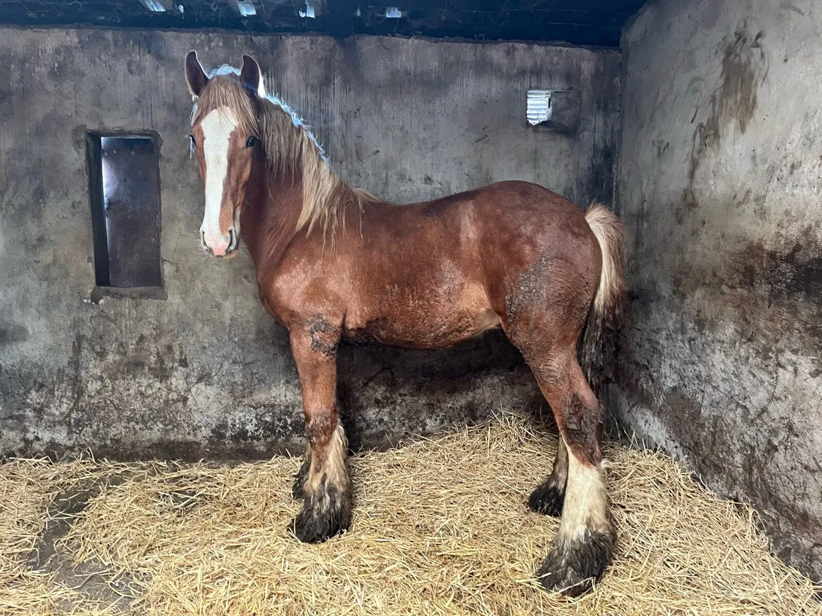 Super Yearling Colt For Sale - Image 2