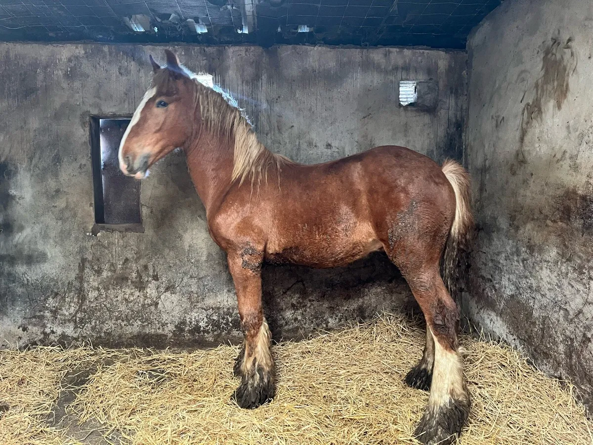 Super Yearling Colt For Sale - Image 3