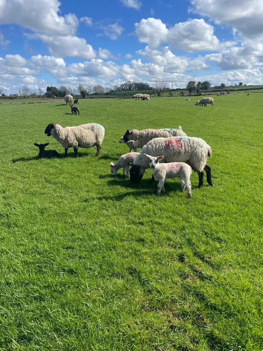Ewes and lambs - Image 1