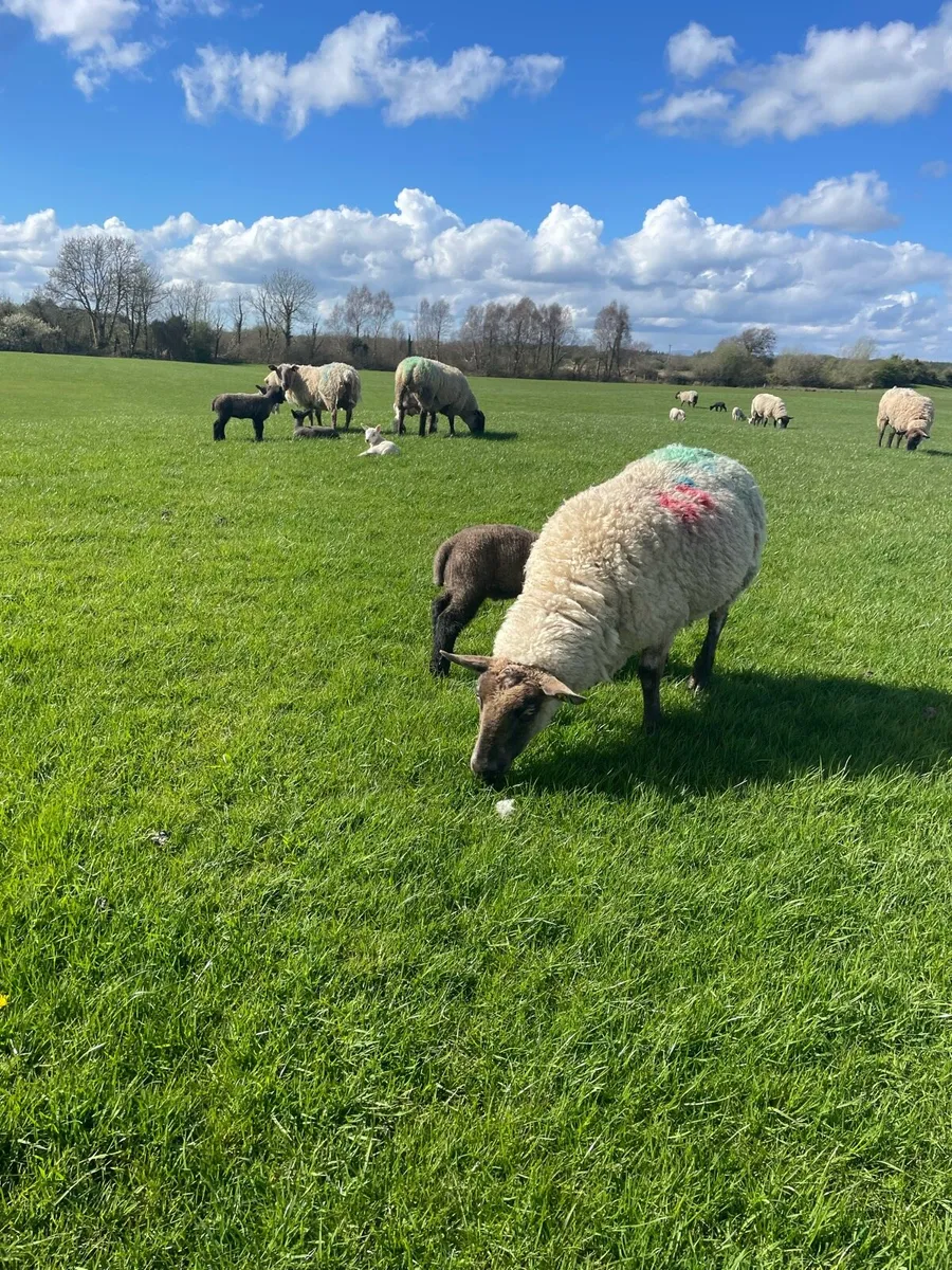 Ewes and lambs - Image 3