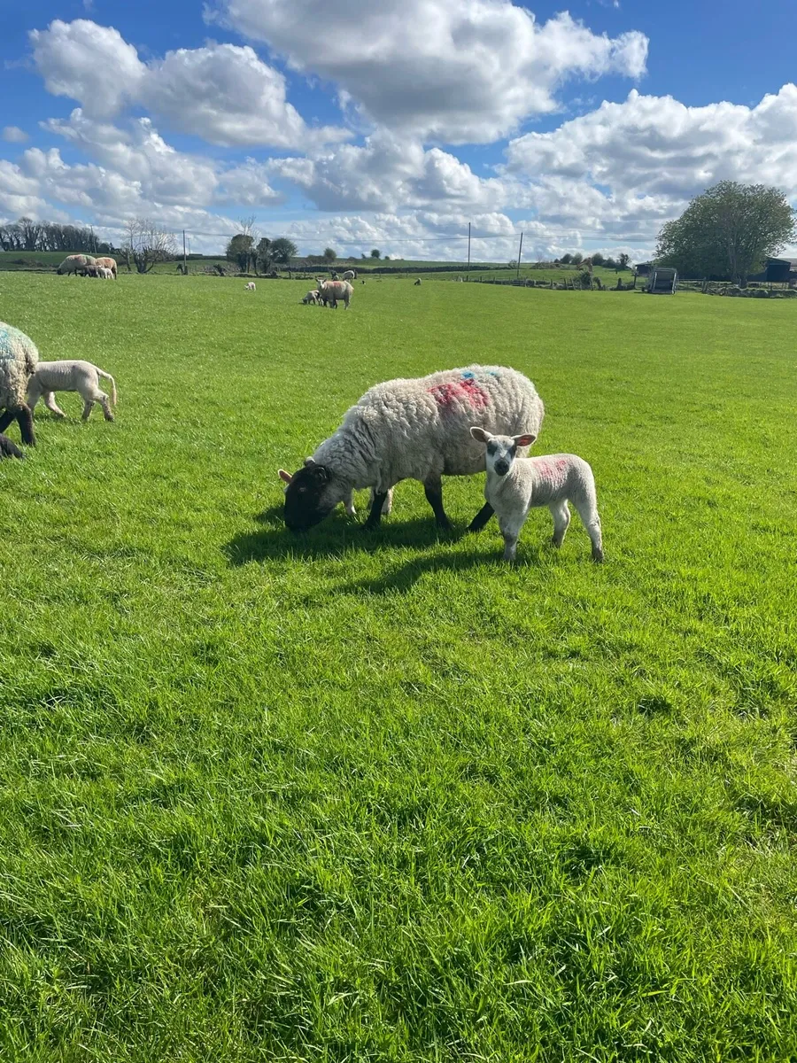 Ewes and lambs - Image 2
