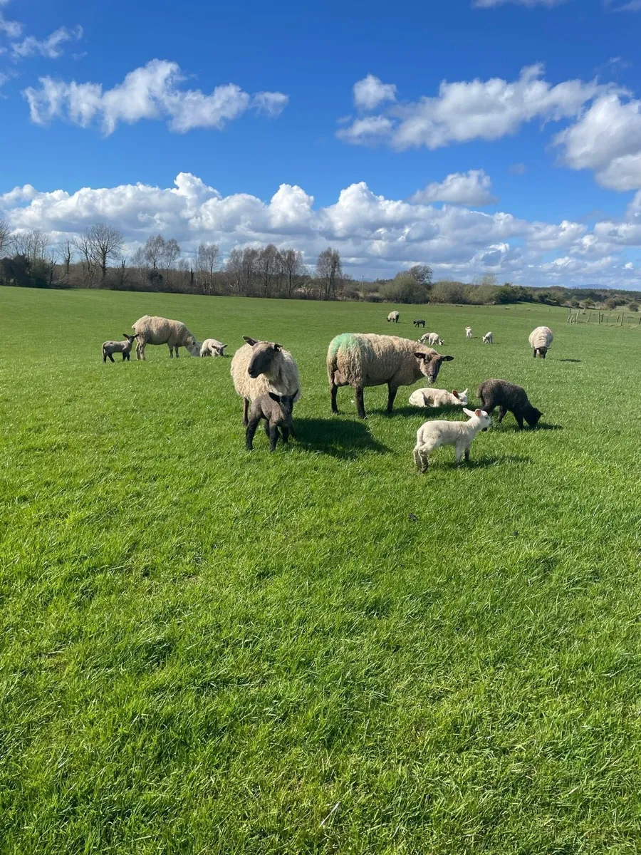 Ewes and lambs - Image 4