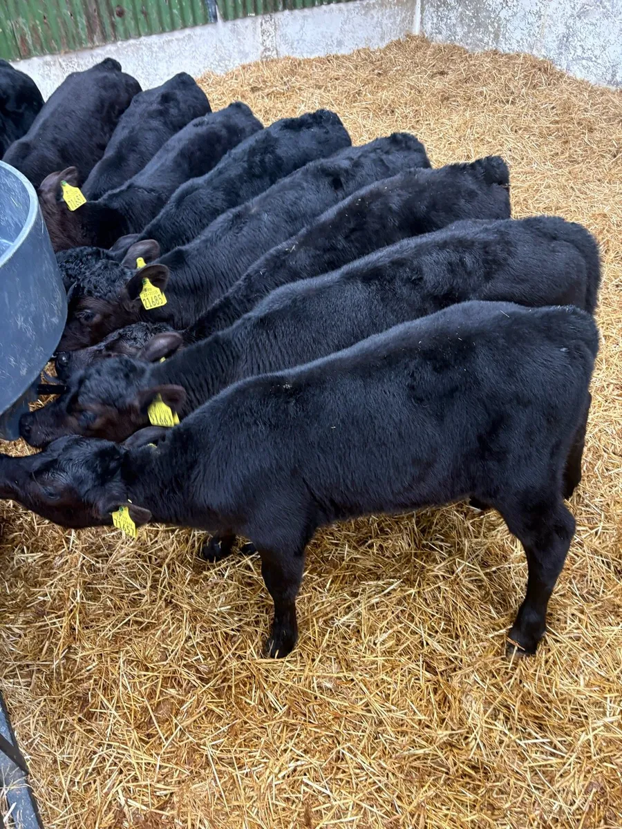 5/6 week old angus heifer calves