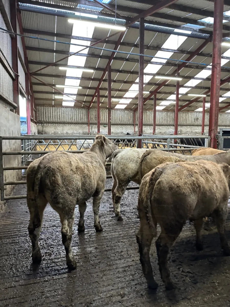 Charolais store heifers - Image 3