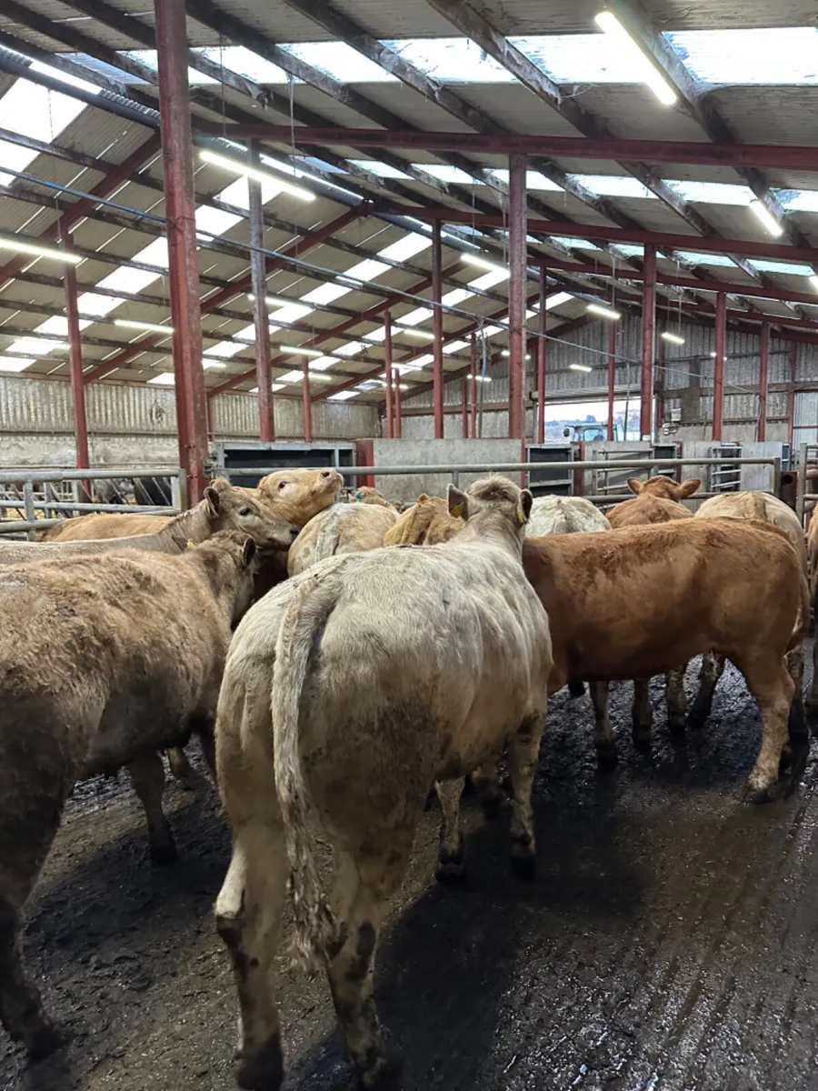 Charolais store heifers - Image 1