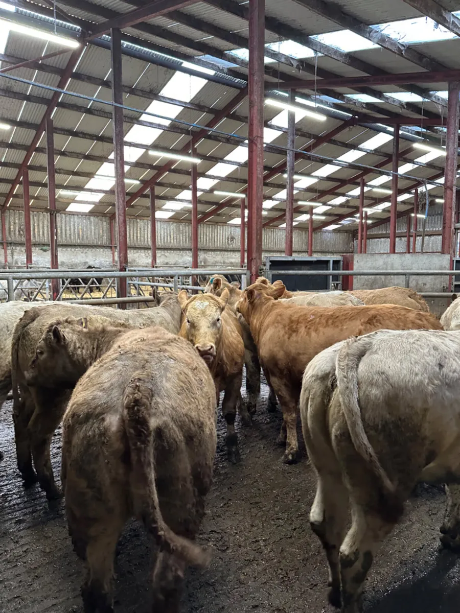 Charolais store heifers - Image 4