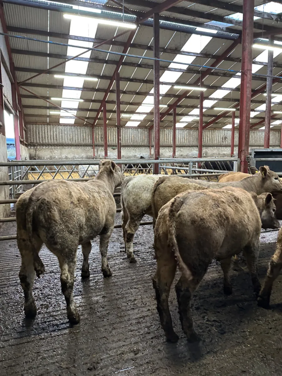 Charolais store heifers - Image 2