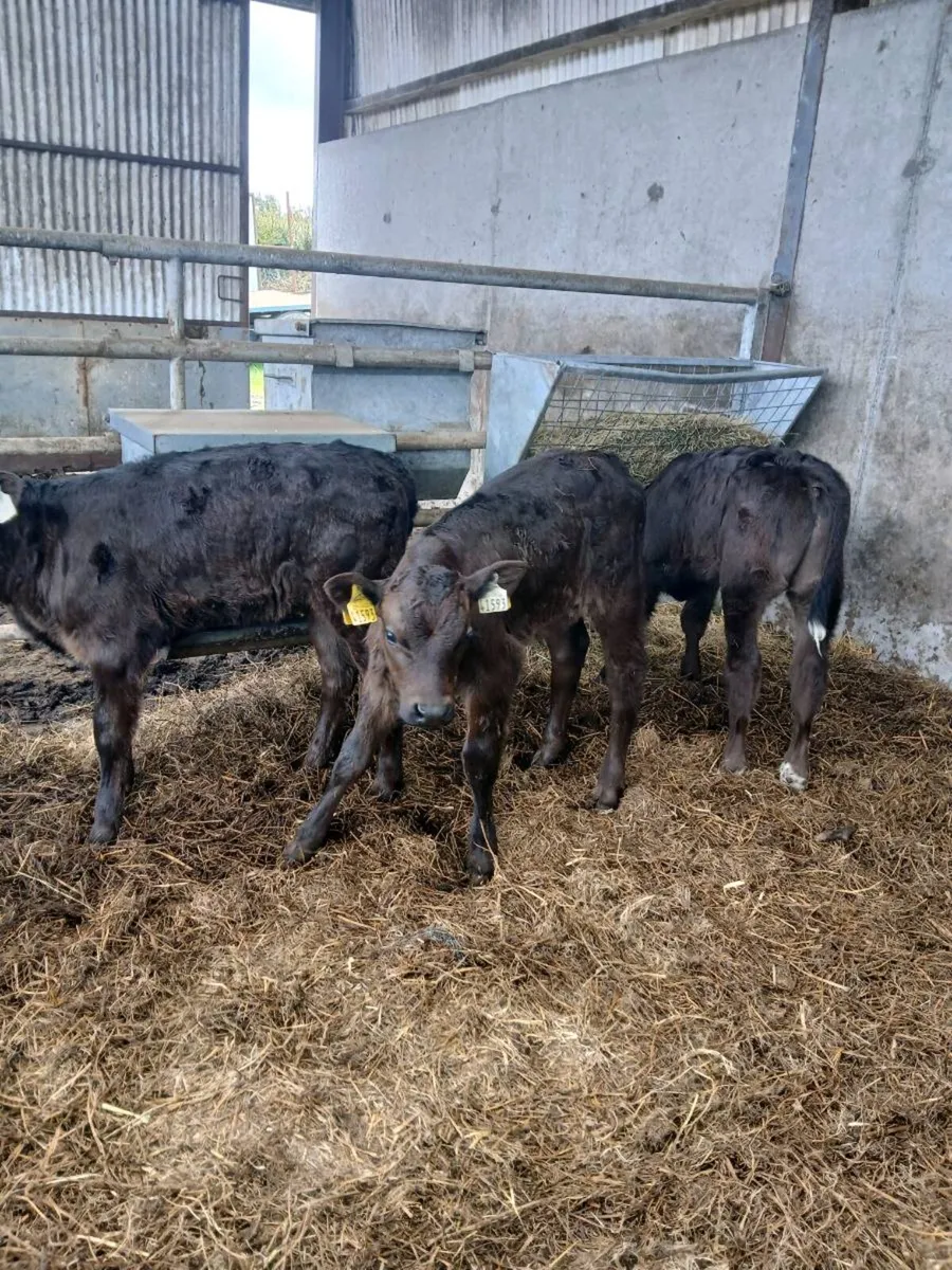 Suck calves - Image 2