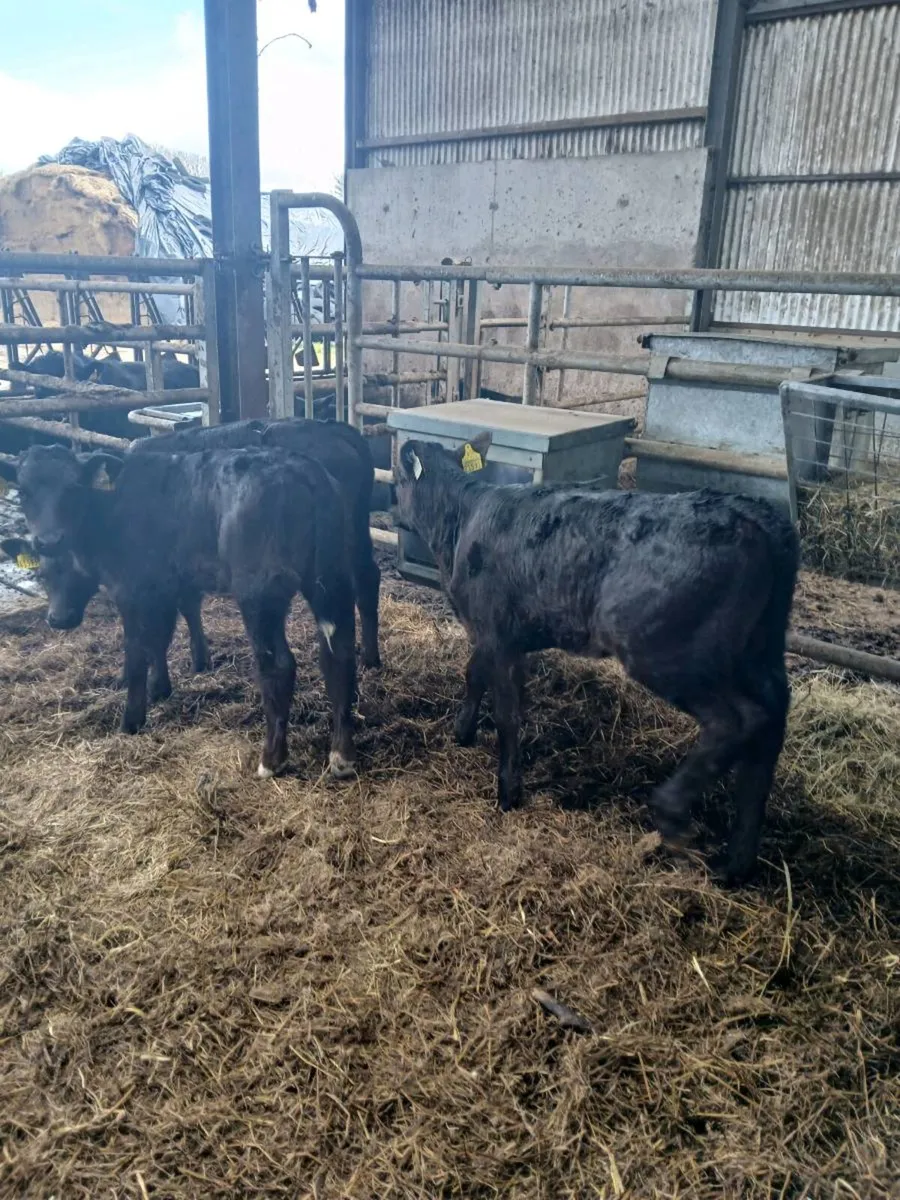 Suck calves - Image 3