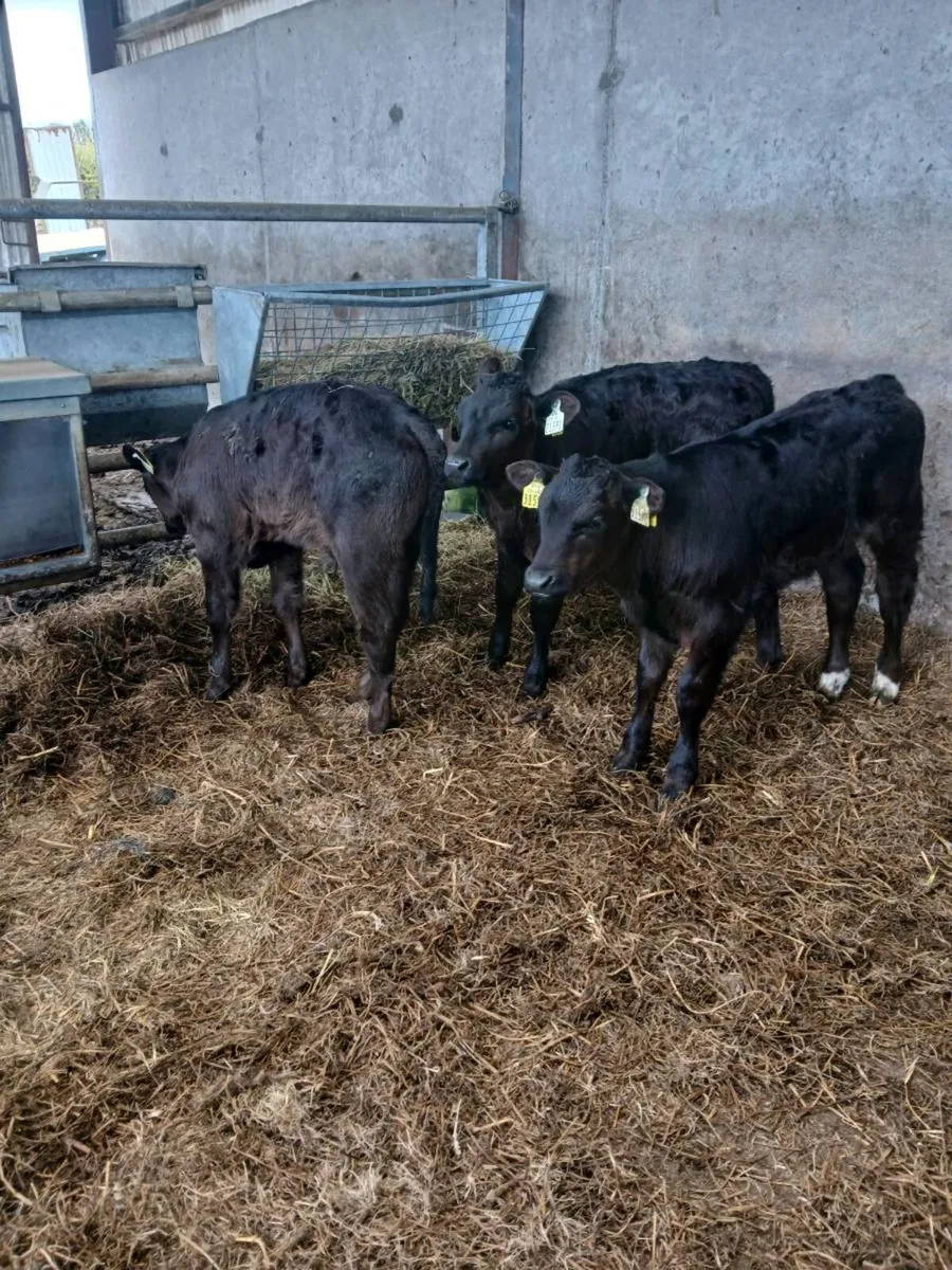 Suck calves - Image 4