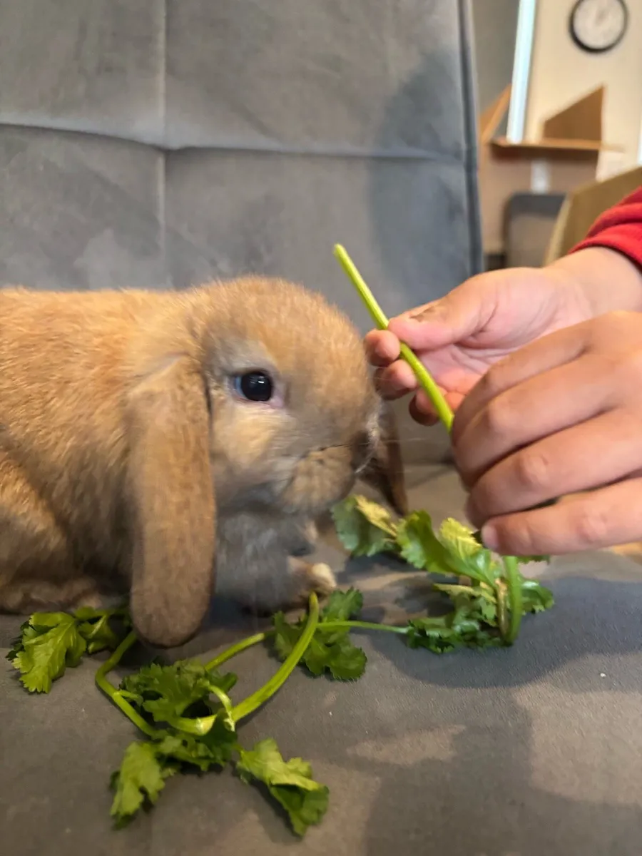 Rabbits Minilop - Image 2