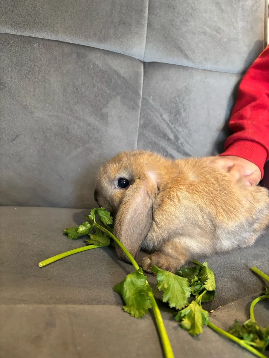 Rabbits Minilop - Image 3